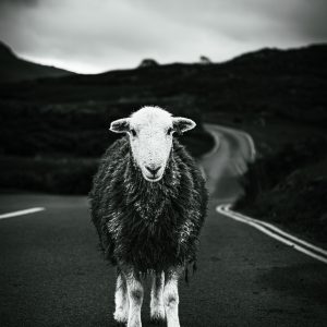 Gatekeeper