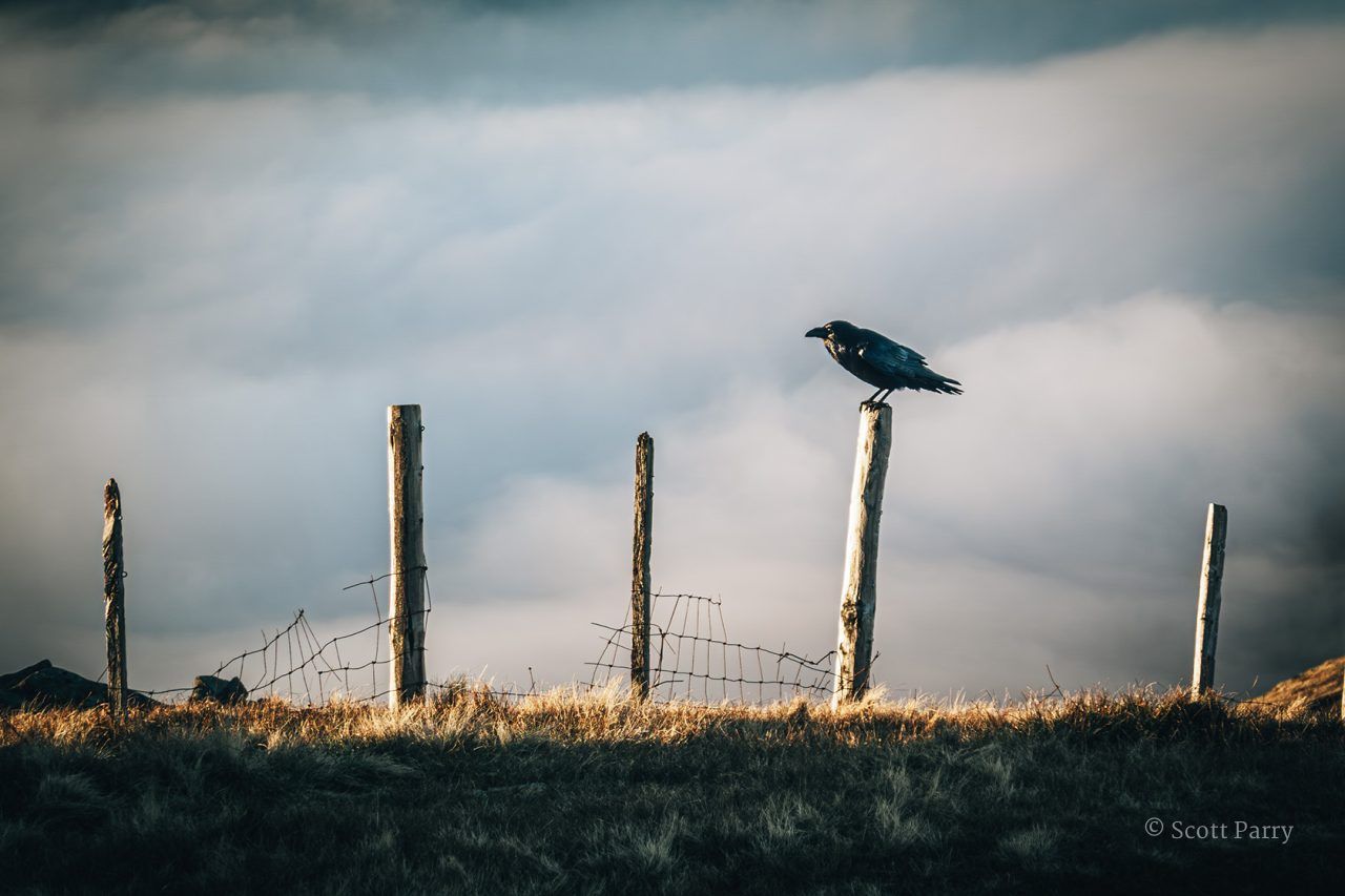 The Raven's Perch