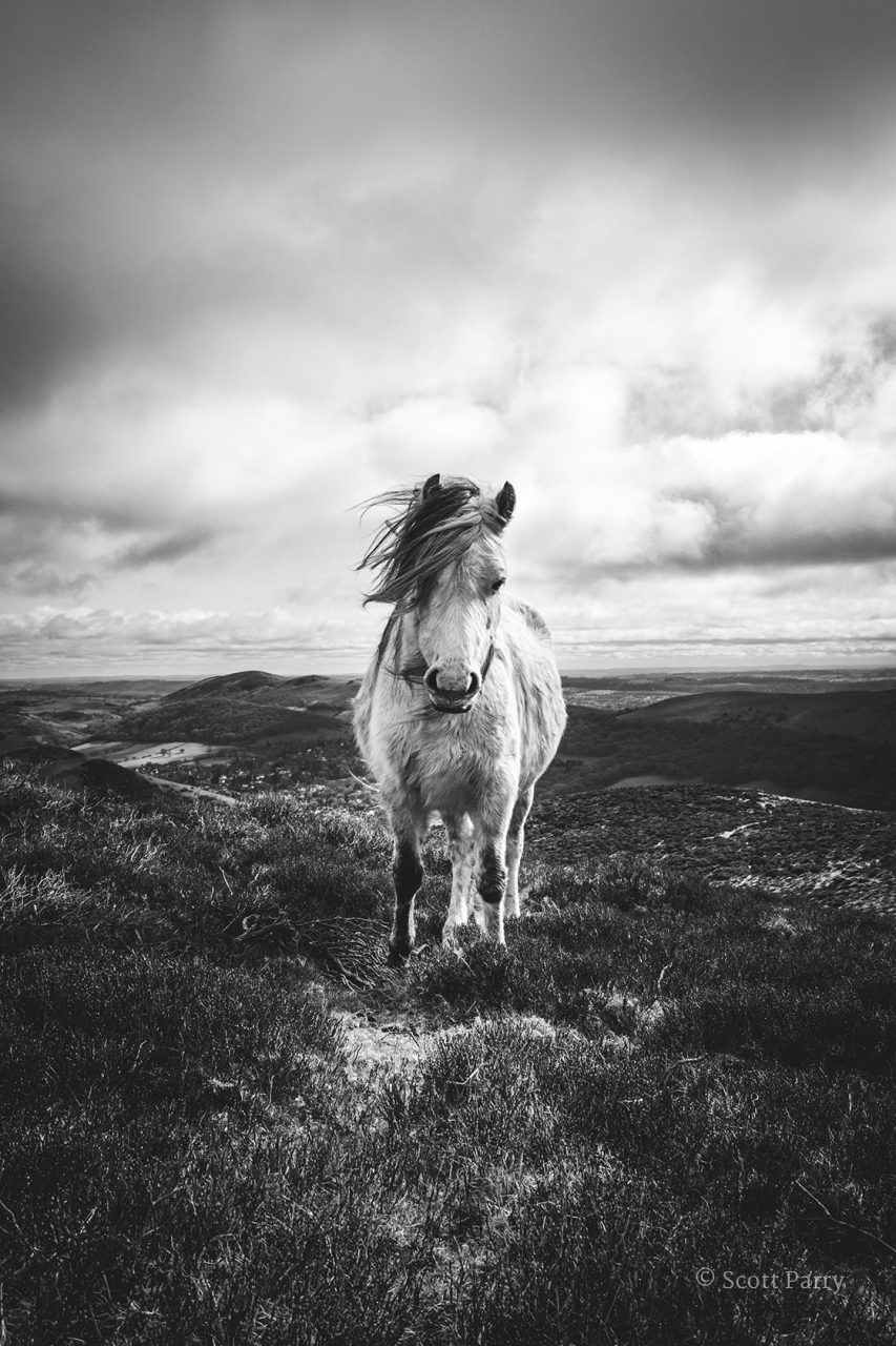 Untamed